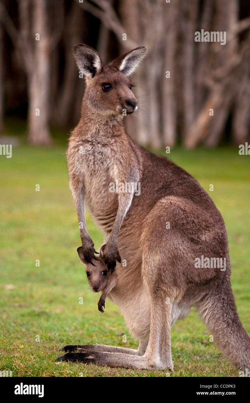 Kangaroo Mum with a Baby Joey in the Pouch - Closeup Stock Photo