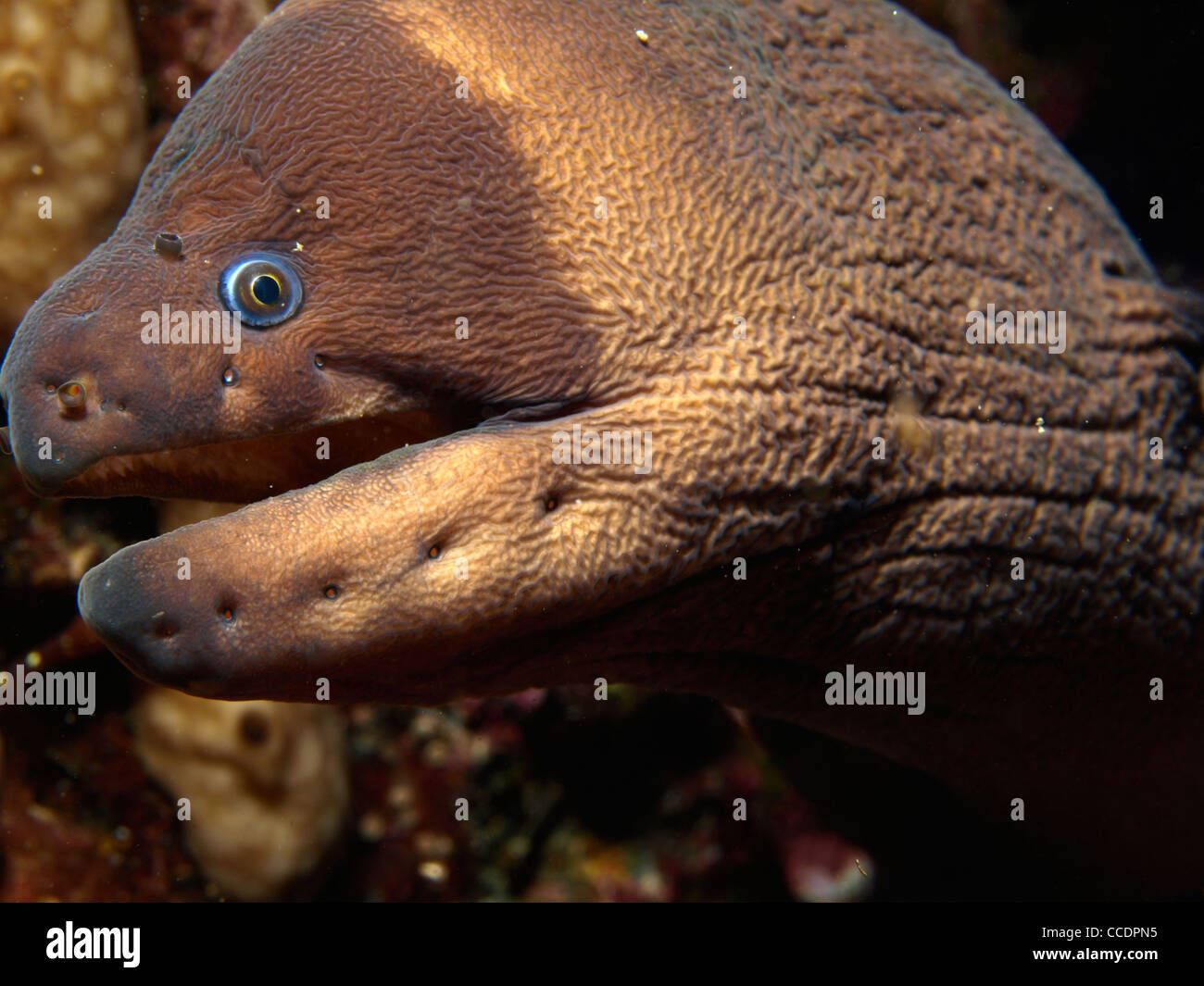 Moray eel in its cave Stock Photo Alamy