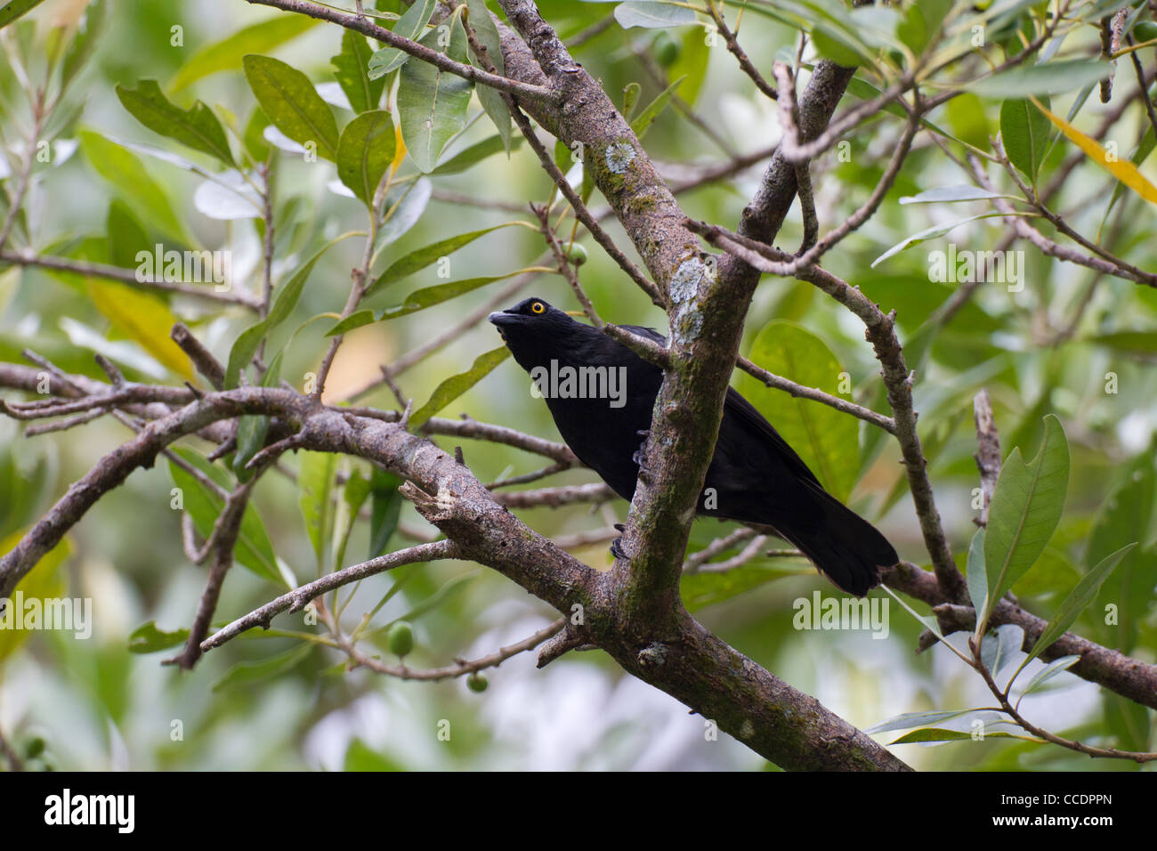 Micronesian Starling (Aplonis opaca orii), an endemic species to Micronesia Stock Photo