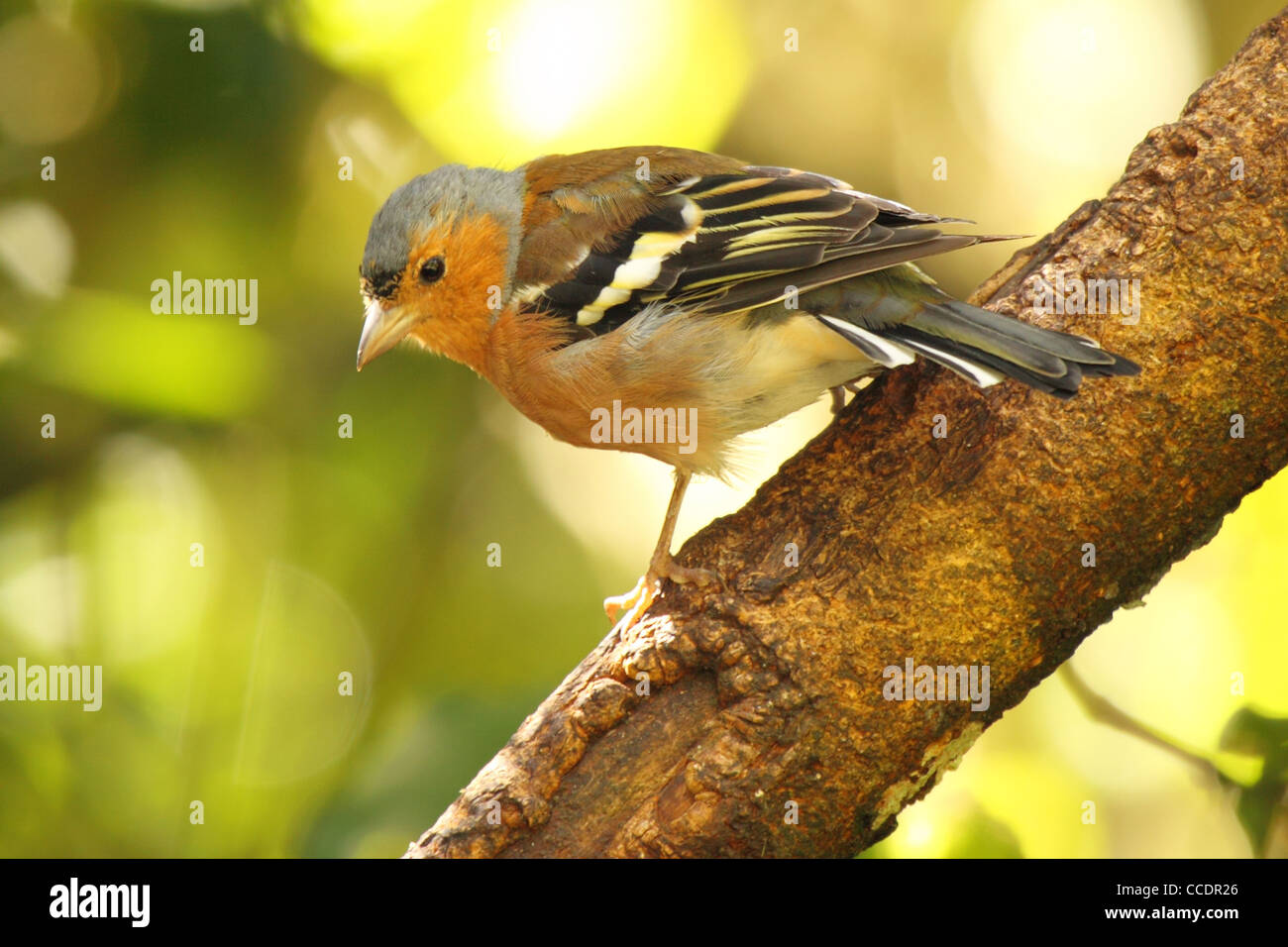 Chaffinch looking down Stock Photo - Alamy