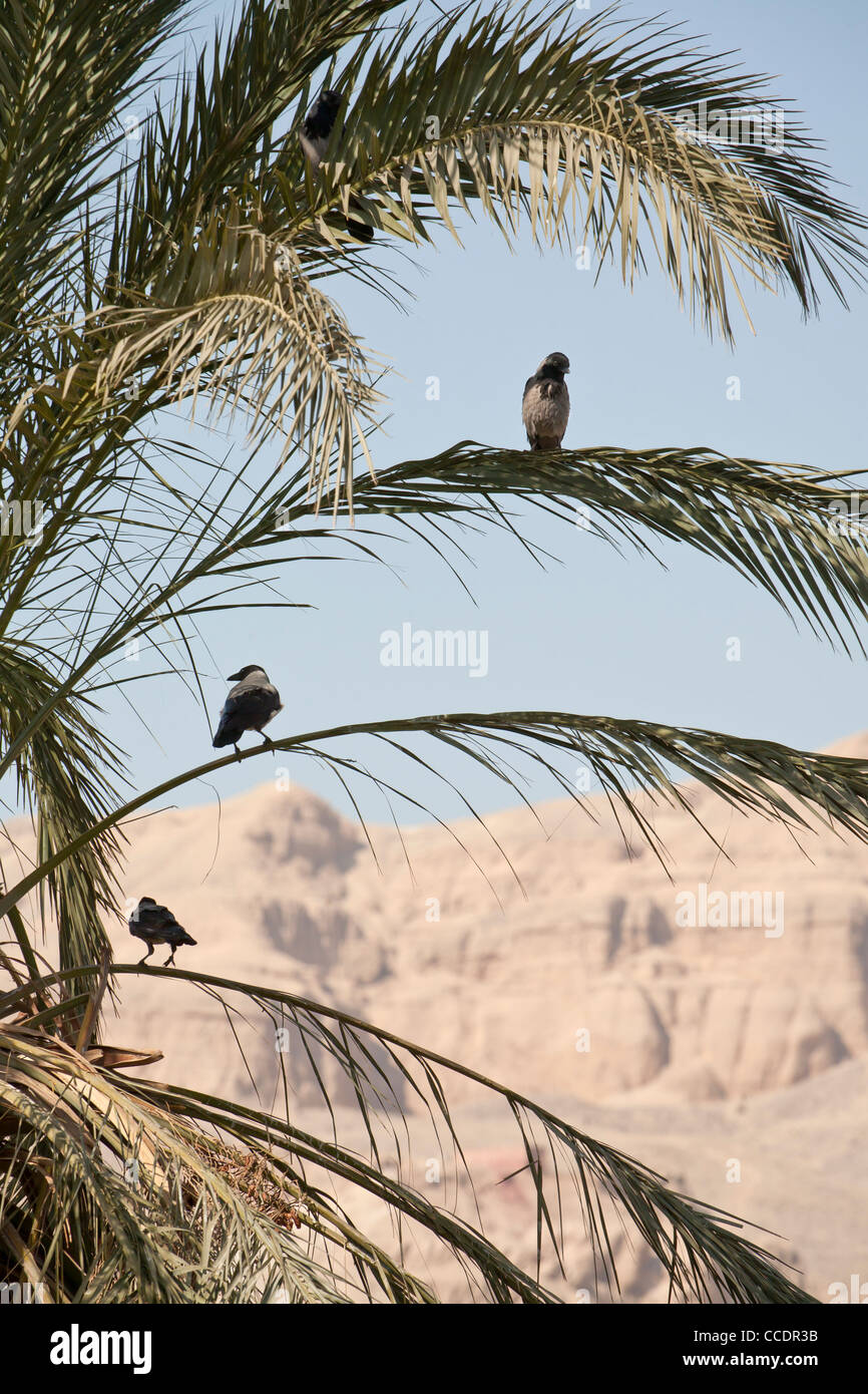 Vertical shot of Carrion Crows in palm tree with back ground of the Theban Hills, Luxor Egypt Stock Photo