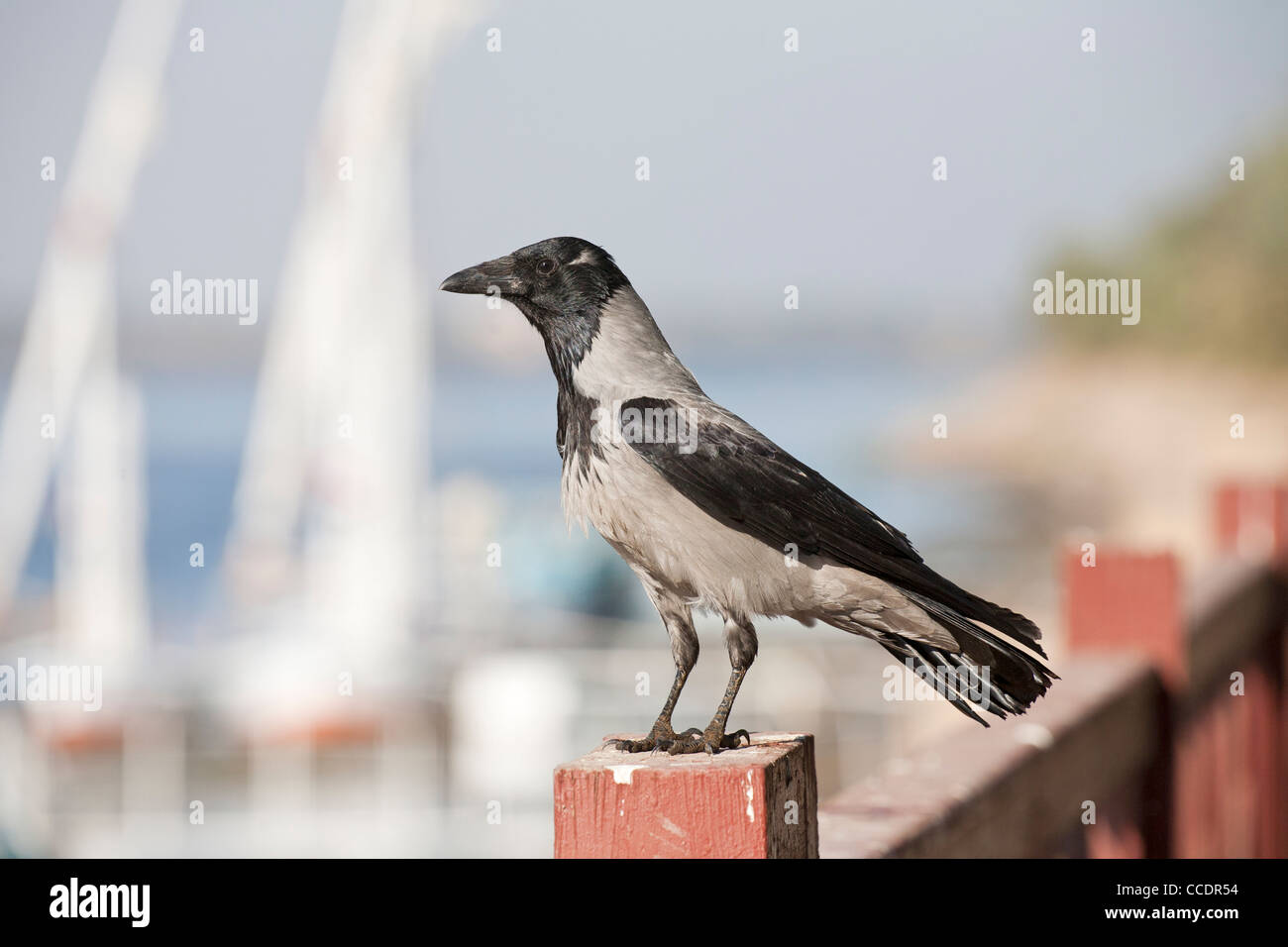 Carrion Crow on fence by the River Nile in Luxor Egypt Stock Photo