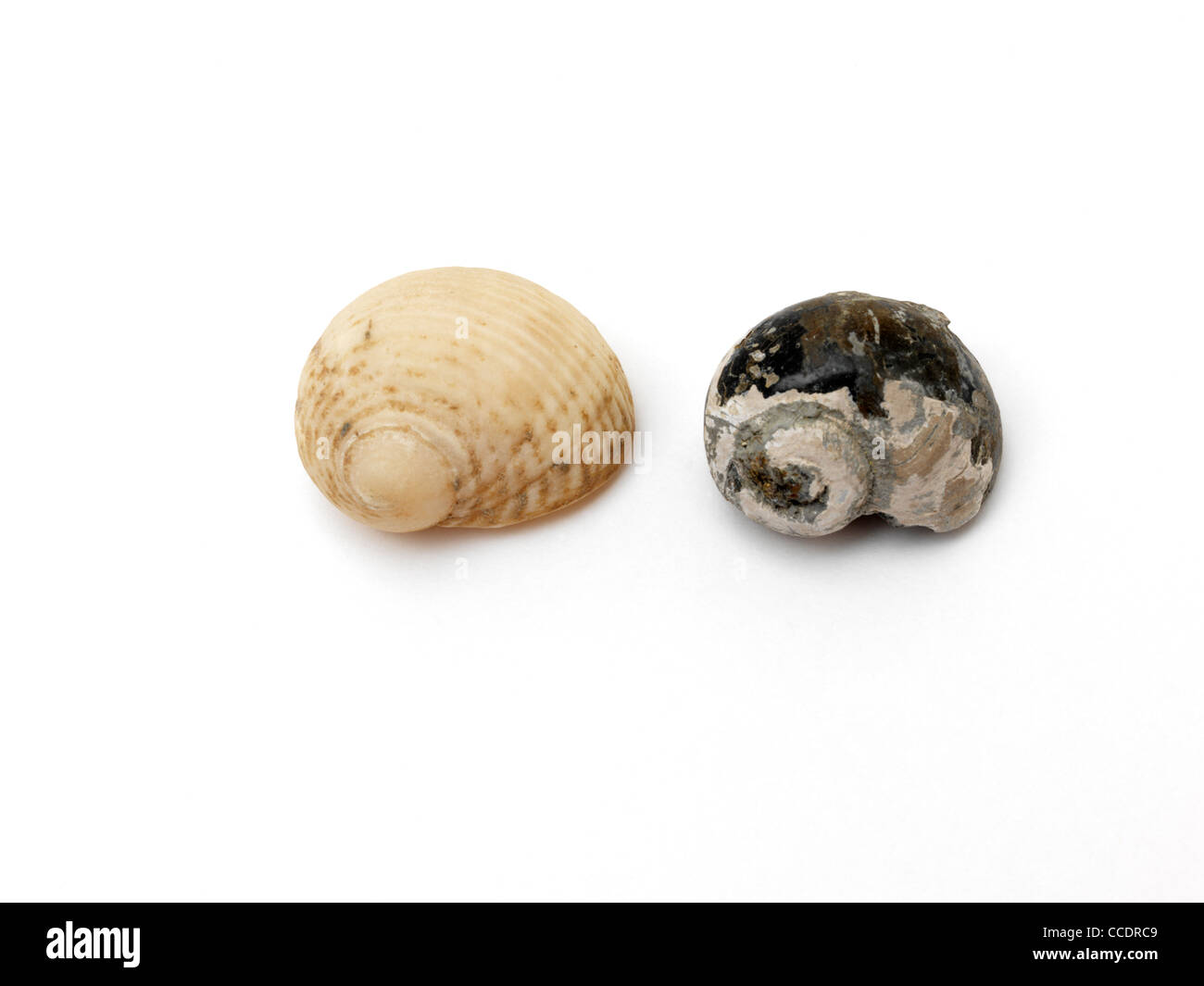 Gastropod Sea Snail Shell With Fossil Stock Photo