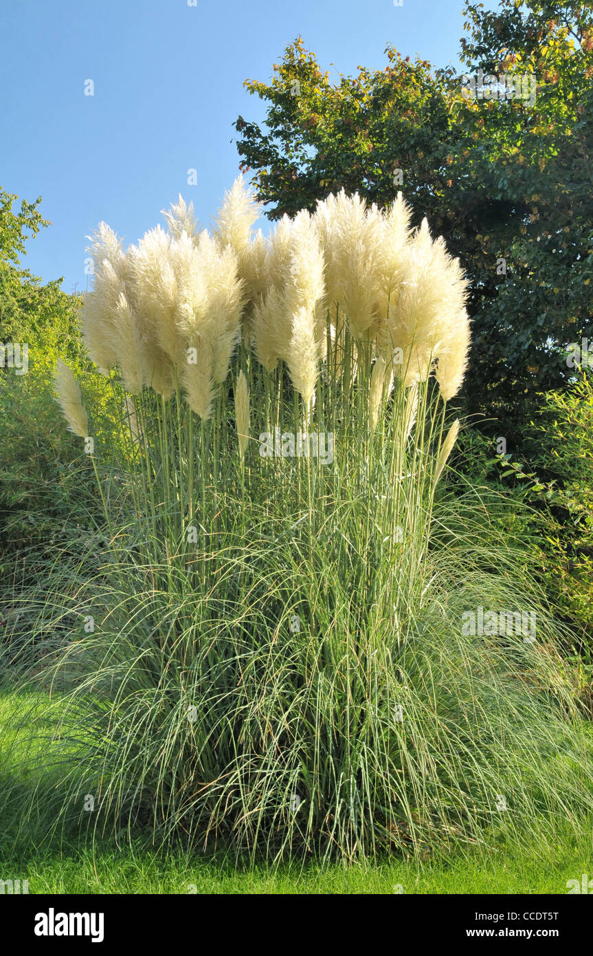 Pampas grass in front of blue sky Stock Photo