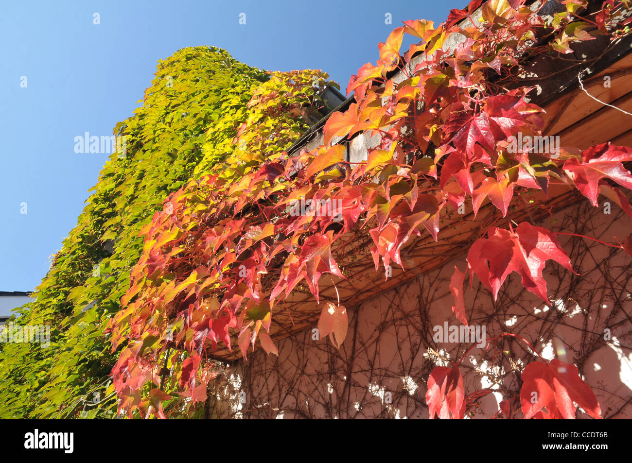 Greenery Front Facade greenery in front of blue sky Stock Photo - Alamy