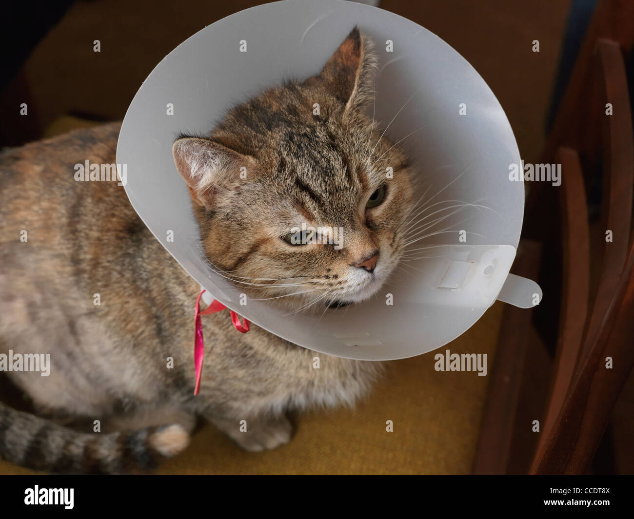 Cat elizabethan collar hires stock photography and images Alamy