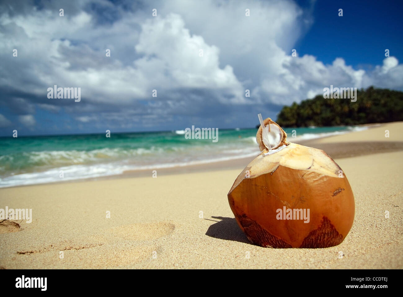 Coconut on beach of ocean Stock Photo Alamy