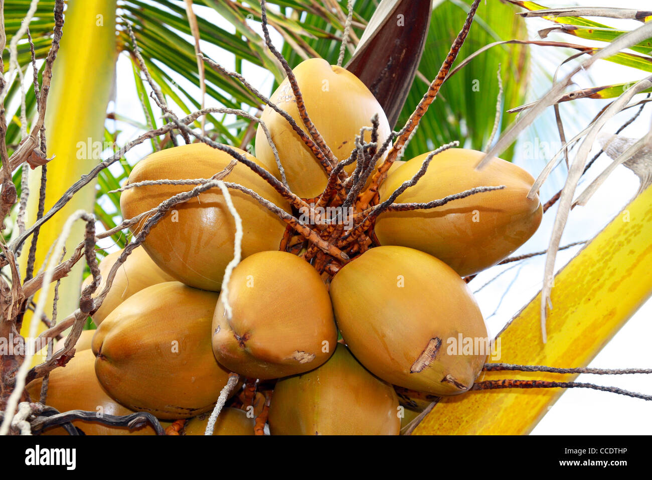 Looking up on coconut palm caribbean Stock Photo Alamy