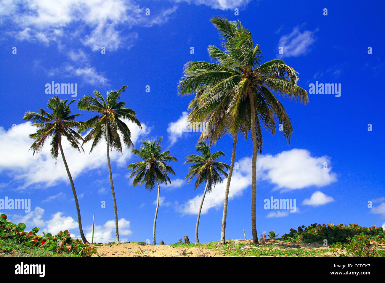 Palms on caribbean beach, Sosua Stock Photo