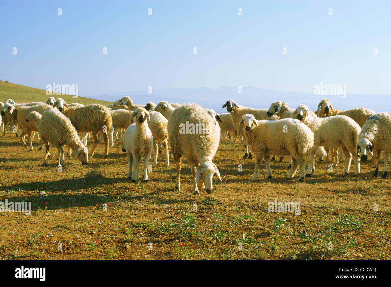 graze a flock of mountain sheep Stock Photo - Alamy