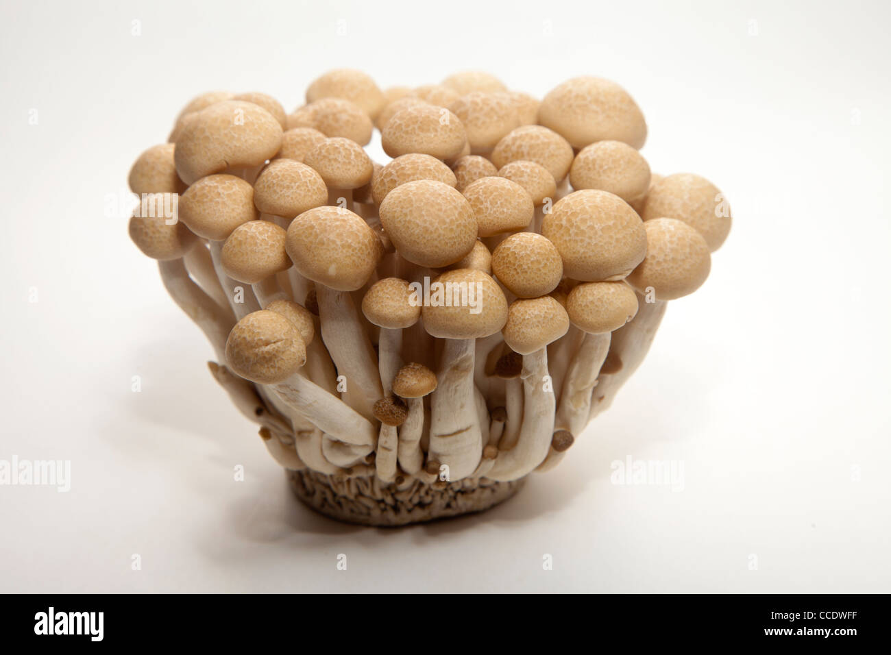 japanese bunapi mushrooms Stock Photo Alamy