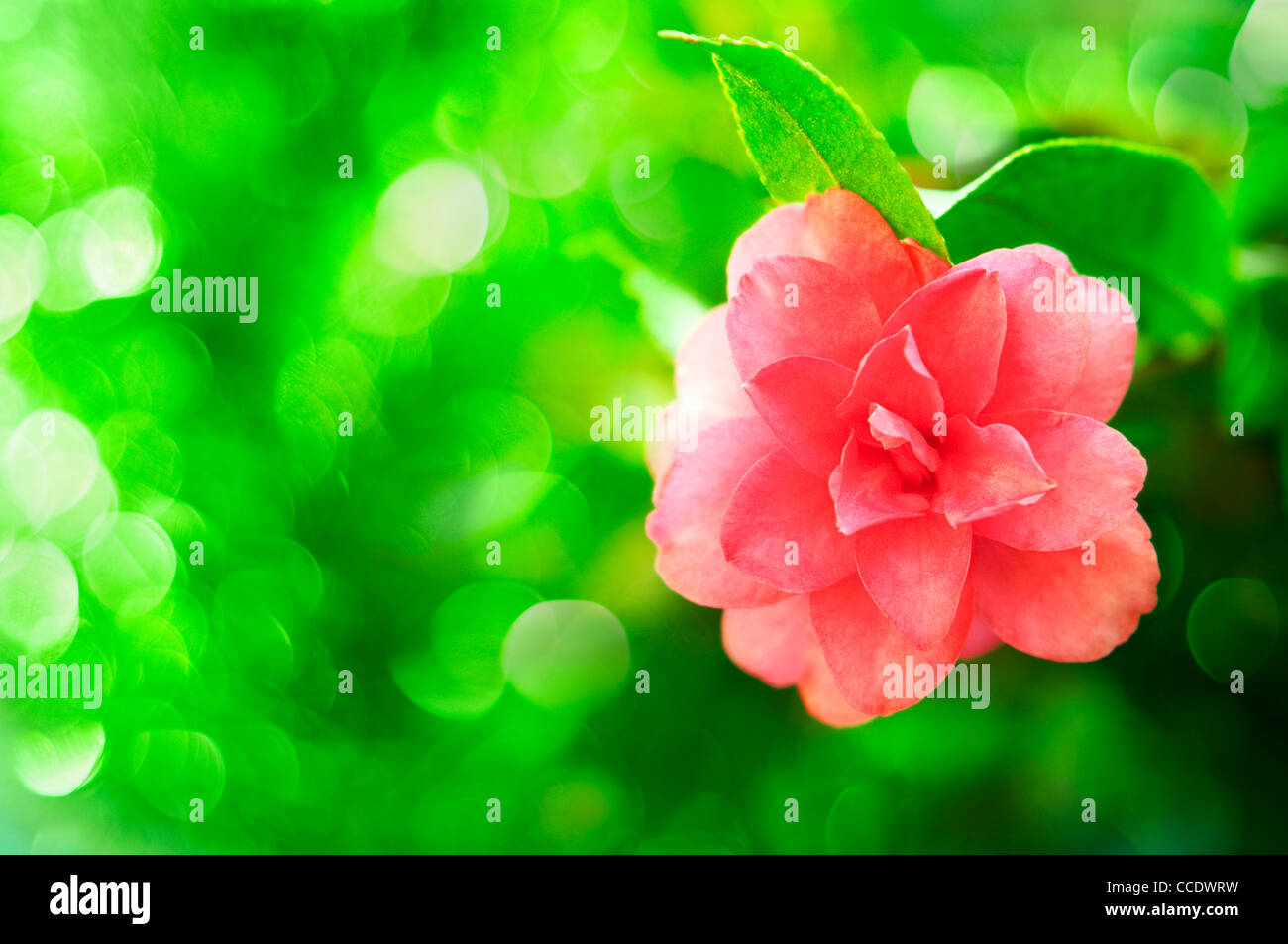 pink camellia flower on green background Stock Photo - Alamy