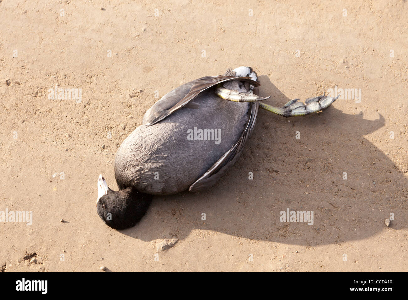 Dead American Coot on dirt road Stock Photo