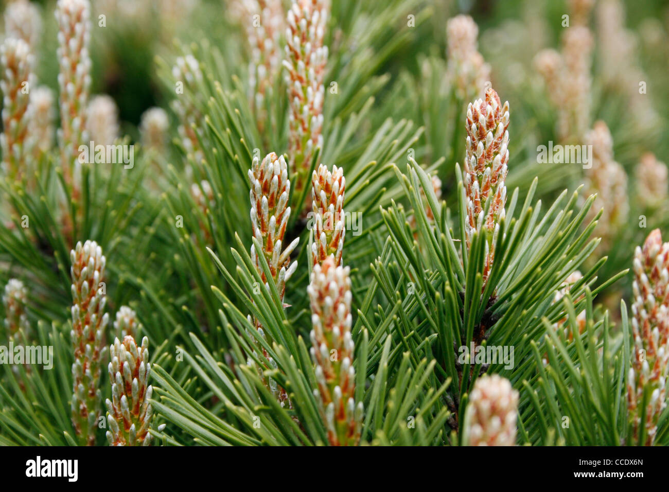 A shrub with needle or pine-like leaves (shallow depth of field) Stock Photo