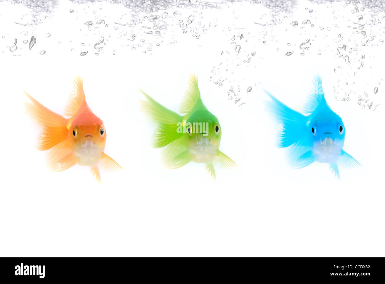 Two Toy Fishes Different Colors Isolated Stock Photo 59936980