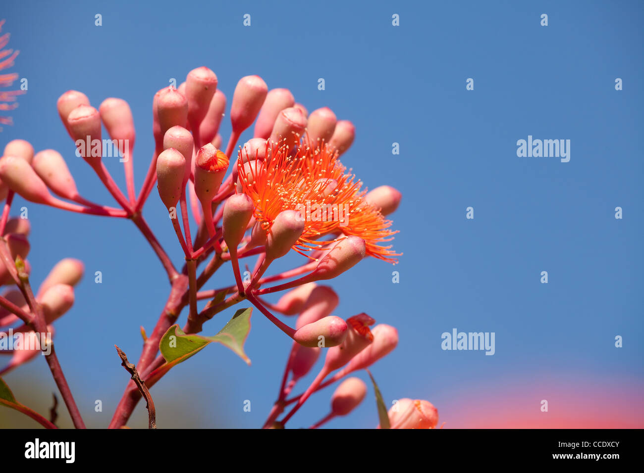 flowering gum tree in australia botanical name Corymbia ficifolia