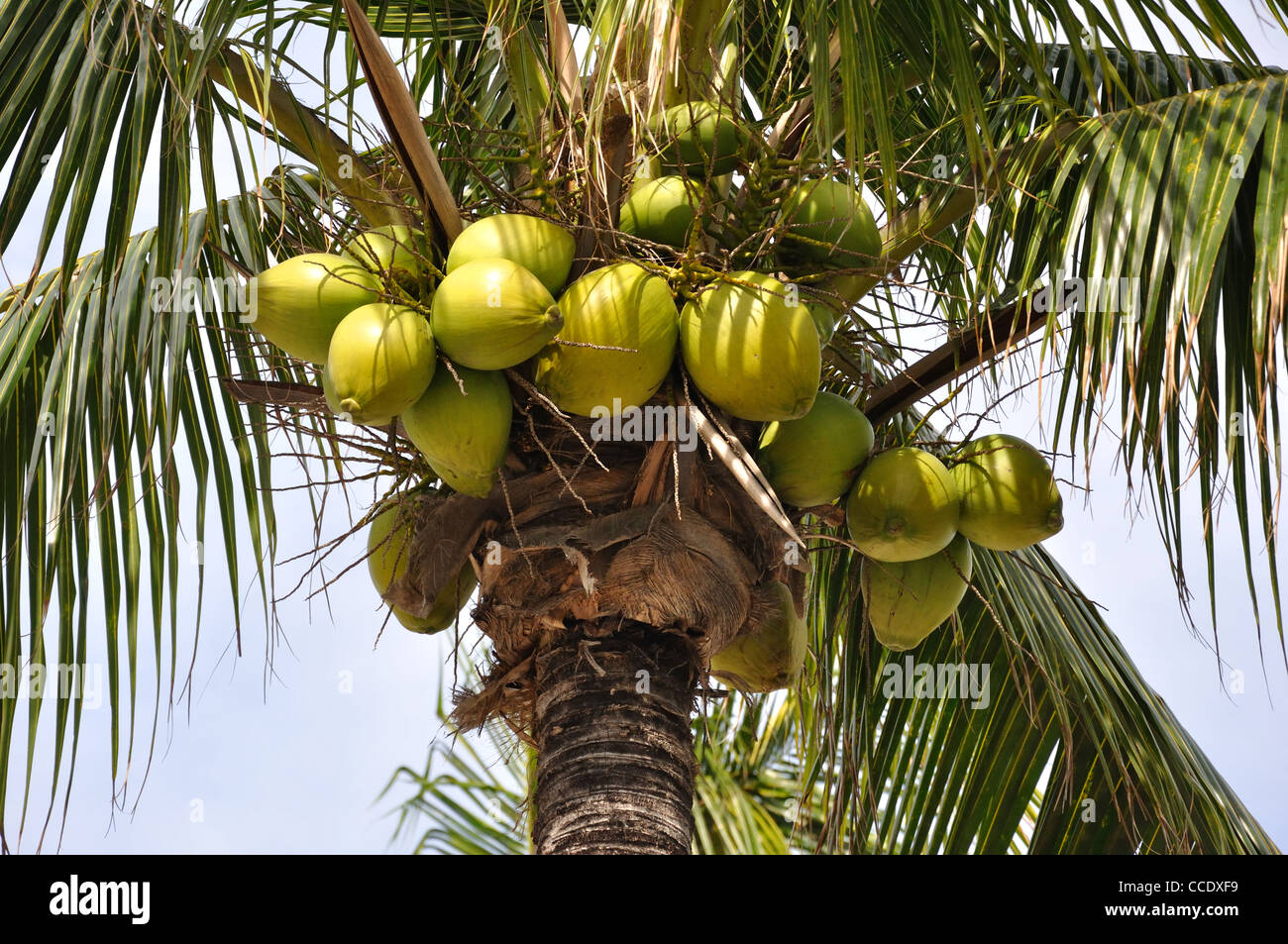 Coconuts palm, Bahamas Stock Photo Alamy
