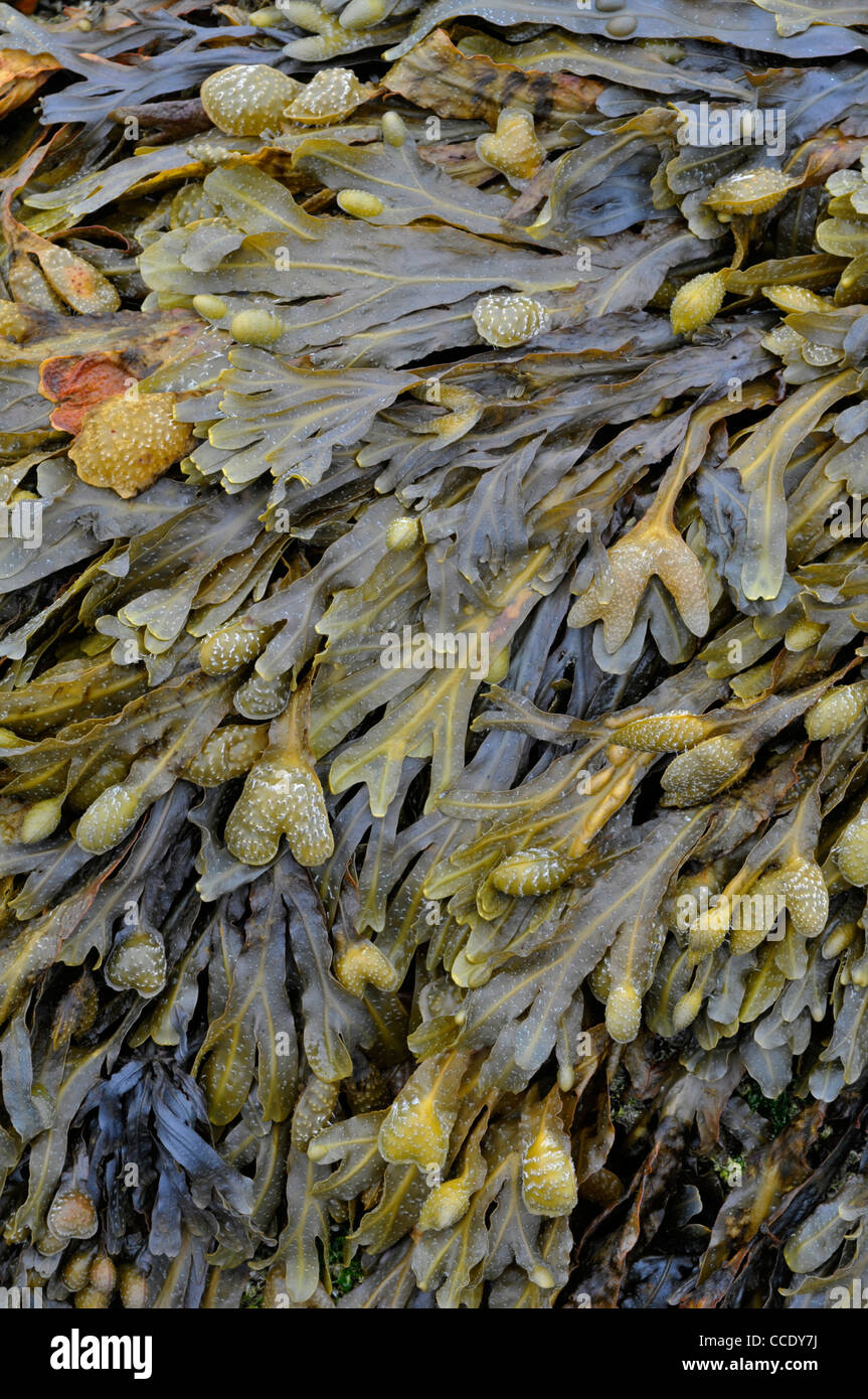 Bladder Wrack: Fucus veiculosis Stock Photo