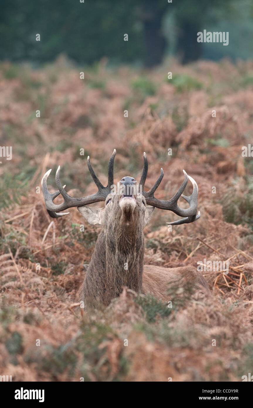 Red Deer: Cervus elaphus. Stag bellowing during the rut. Richmond Park, Surrey, England Stock Photo