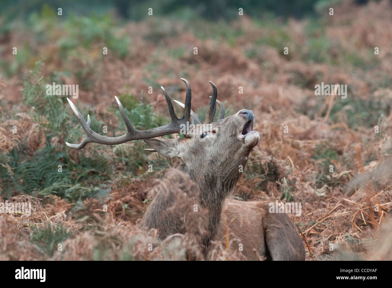 Red Deer: Cervus elaphus. Stag bellowing during the rut. Richmond Park, Surrey, England Stock Photo