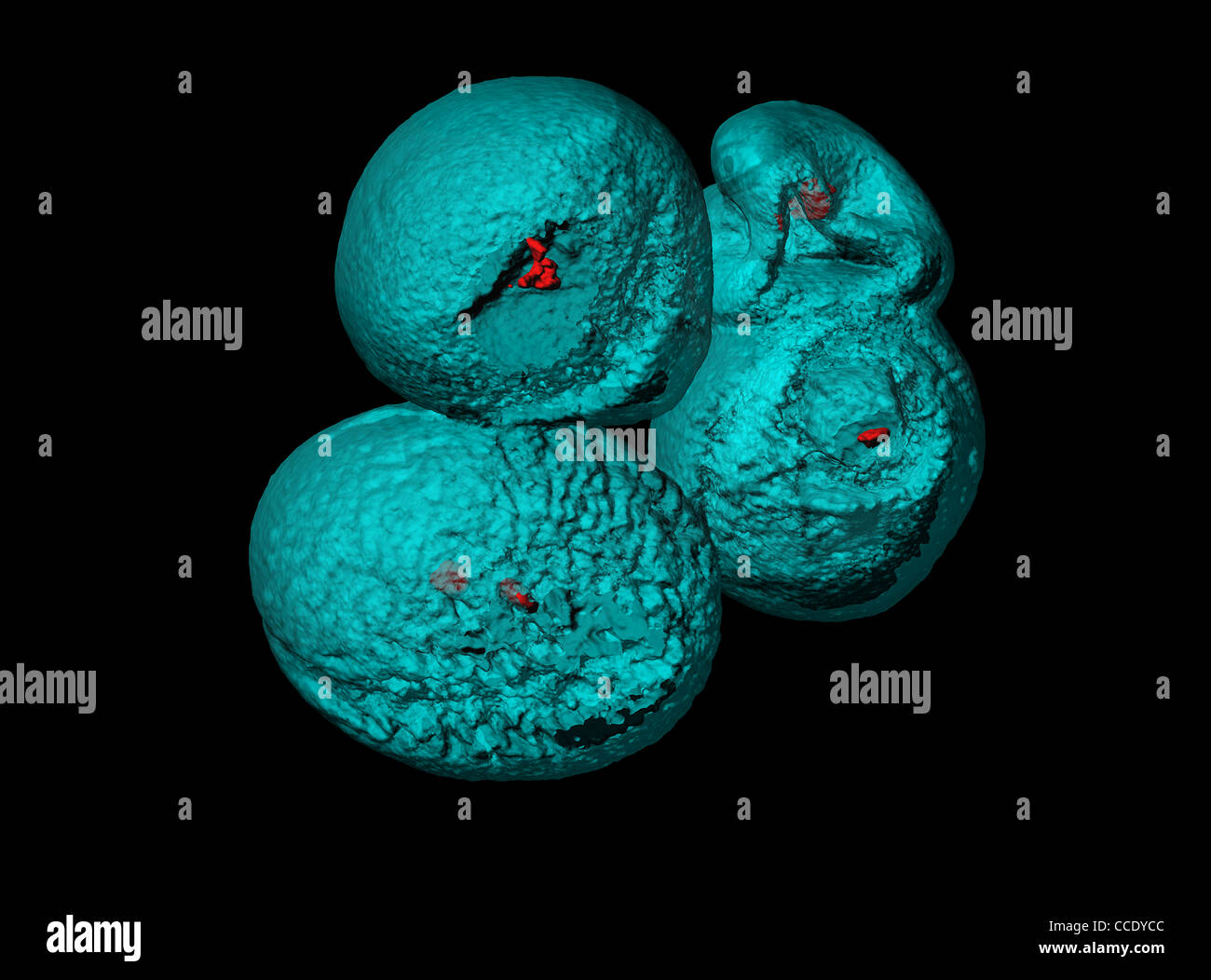Pollen grains, fluorescent staining of DNA by Hoechst 33342 and