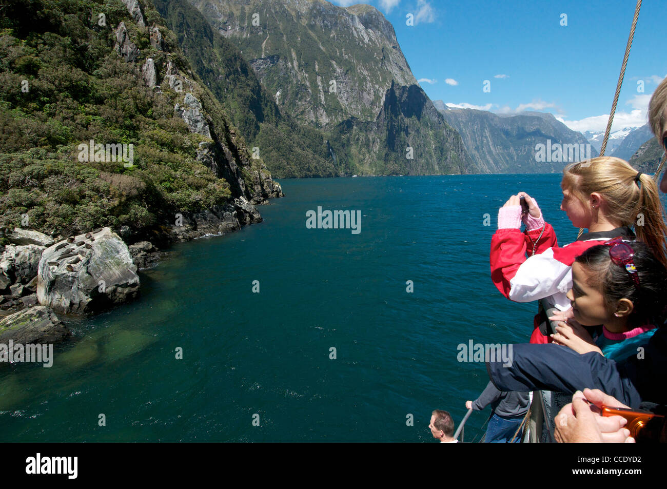 Passengers on a cruise sip photographing fur Seals sunning themselves a rock in Milford Sound Stock Photo