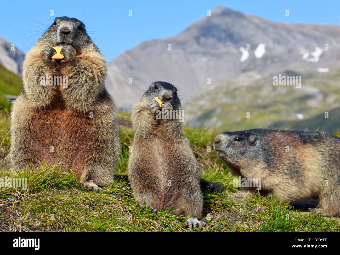 Альпийский сурок (байбак). Сурок тарбаган. Присурский заповедник животные. Как живут сурки. Киргизия сурок мензбира.