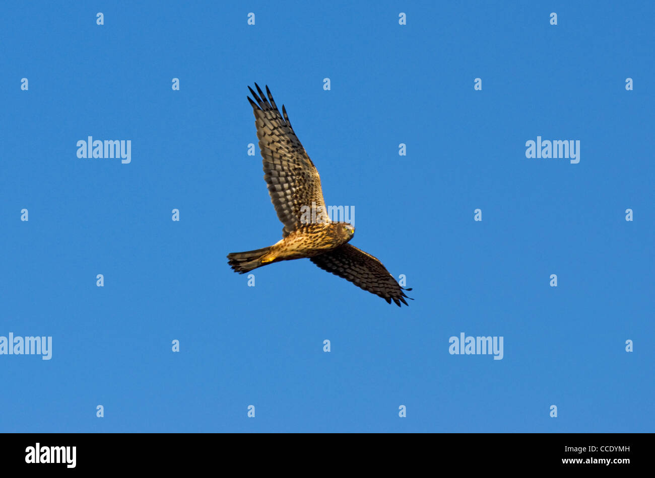 Northern Harrier soaring Stock Photo