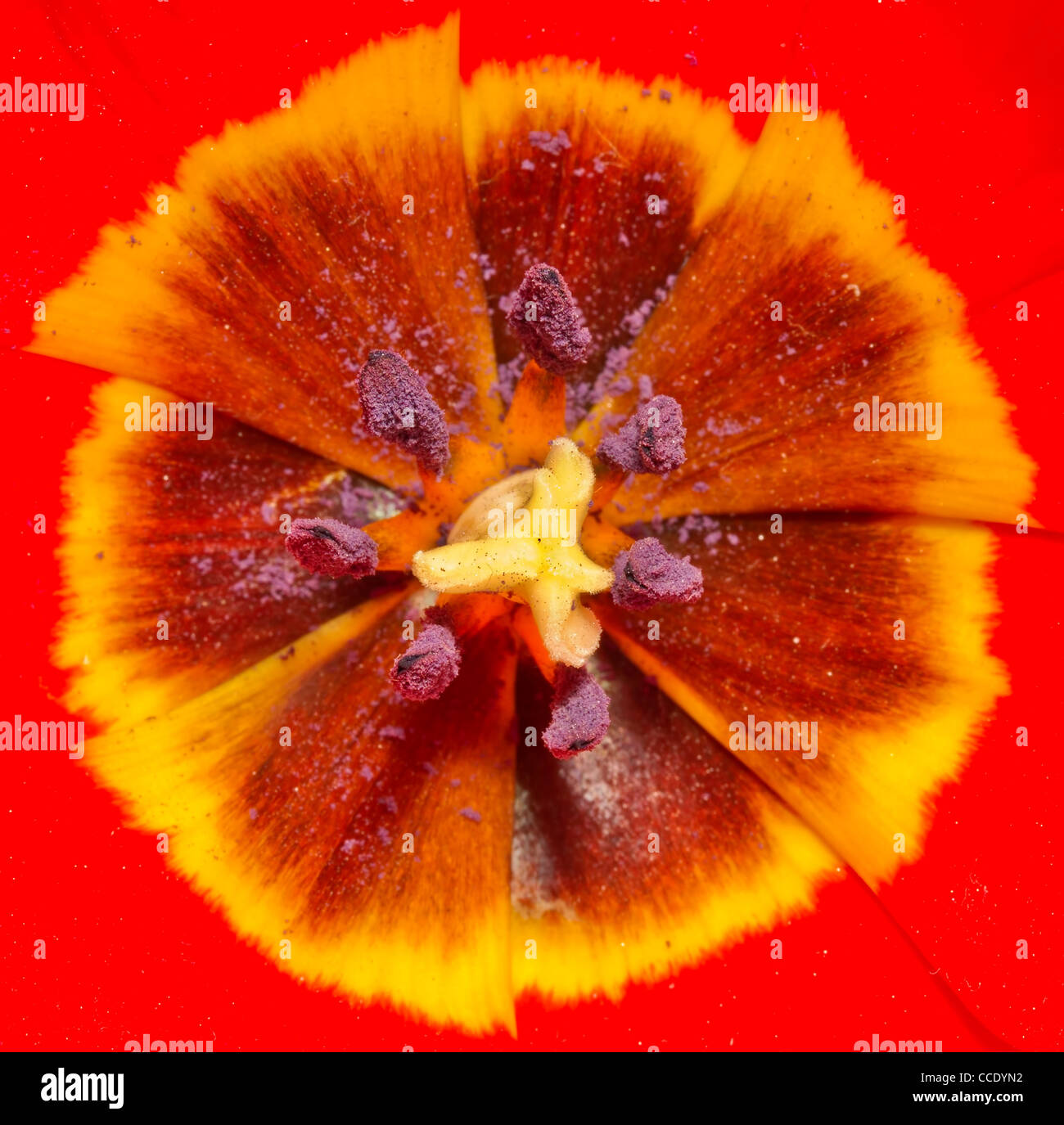 Extreme close up image of red tulip Stock Photo - Alamy