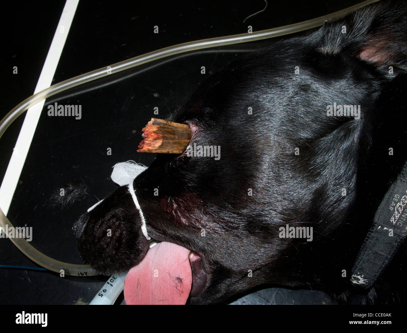 Occular Foreign Body in a Black Labrador Dog Stock Photo