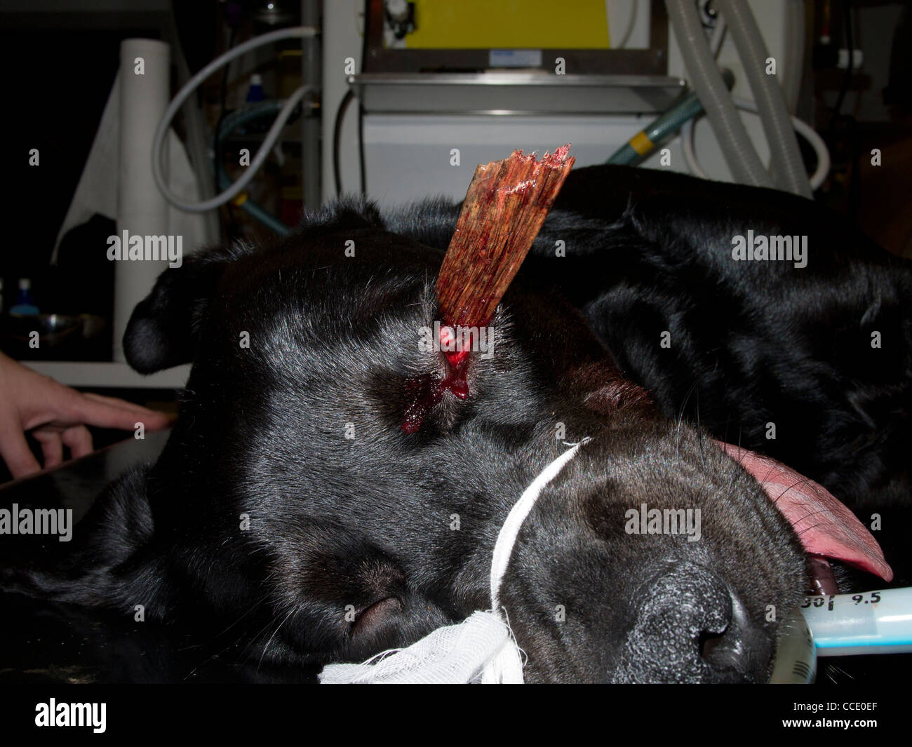 Occular Foreign Body in a Black Labrador Dog Stock Photo
