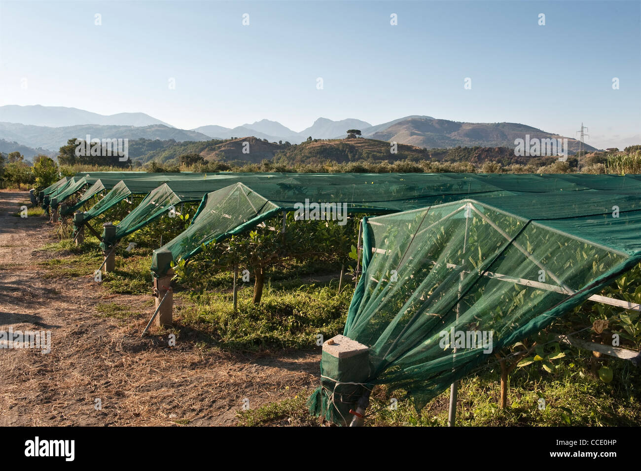 A citron (citrus medica) orchard in Calabria, southern Italy. The very best fruit are sold for ritual use in the Jewish Feast of Tabernacles (Sukkot) Stock Photo