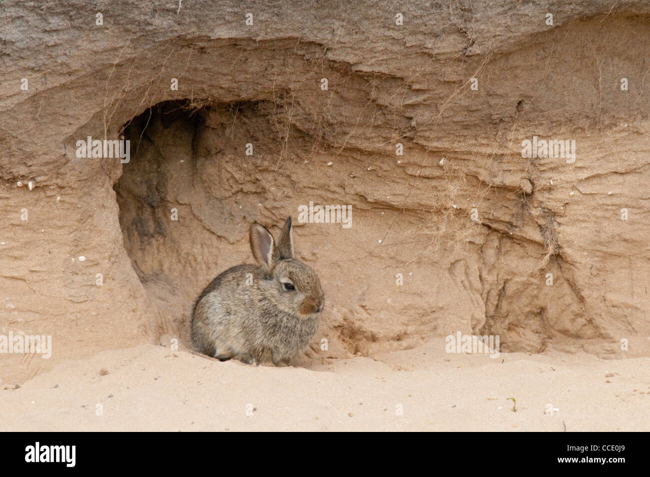 Young Rabbit sat outside a burrow in a sand dune Stock Photo 42104449