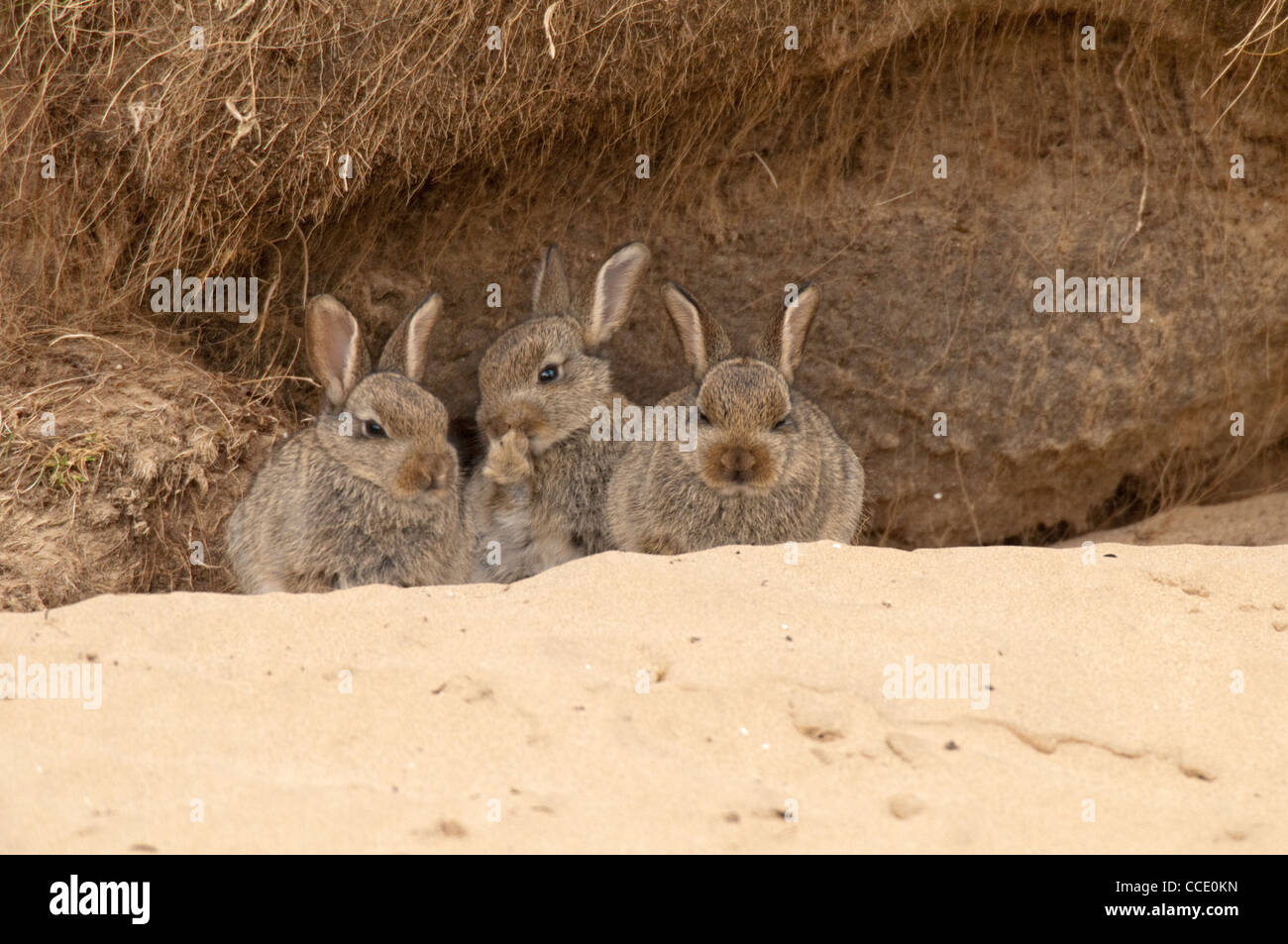Young Rabbits sat outside a burrow in a sand dune on the Island of