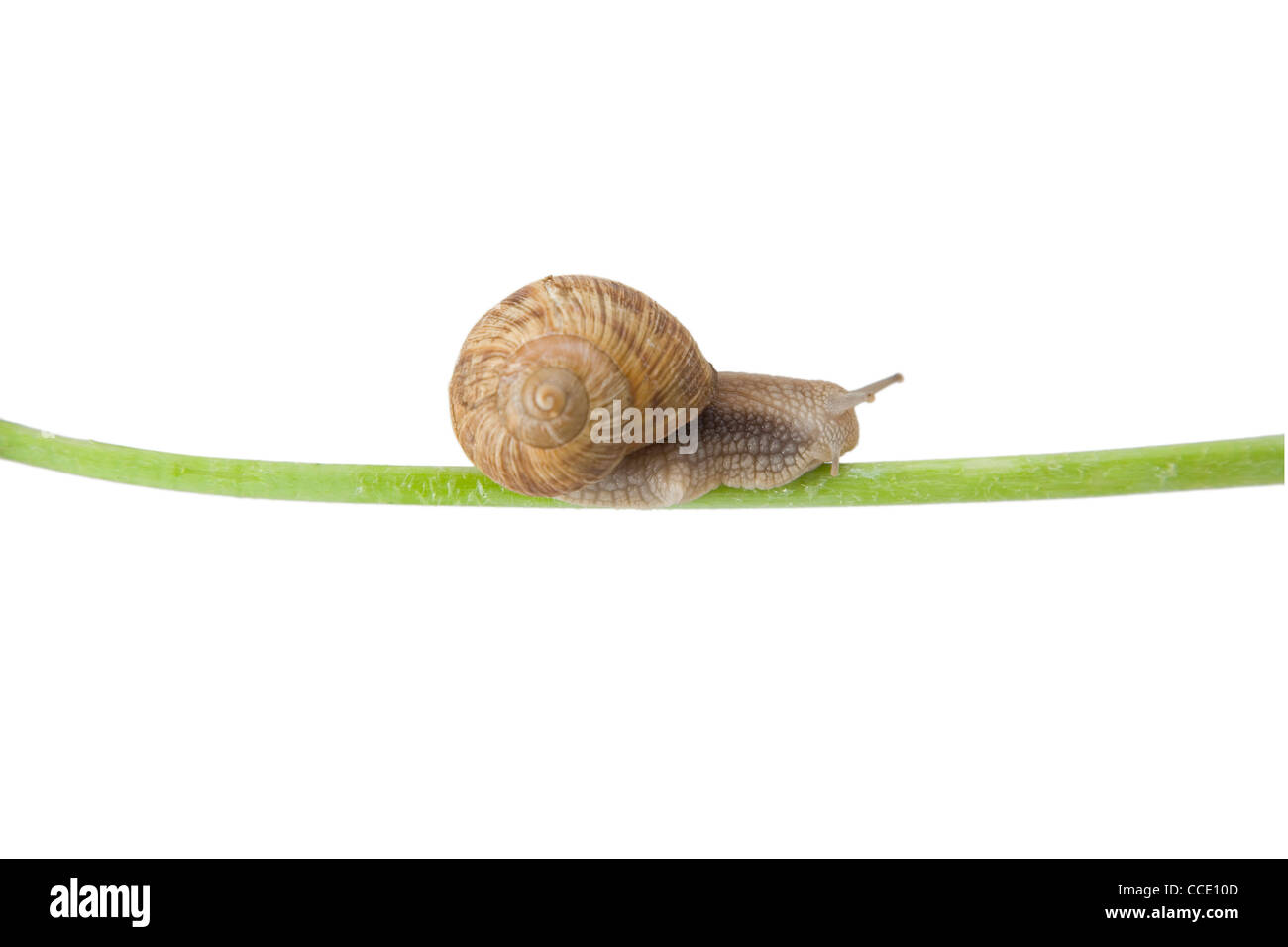 Small white snail shell hi-res stock photography and images - Alamy
