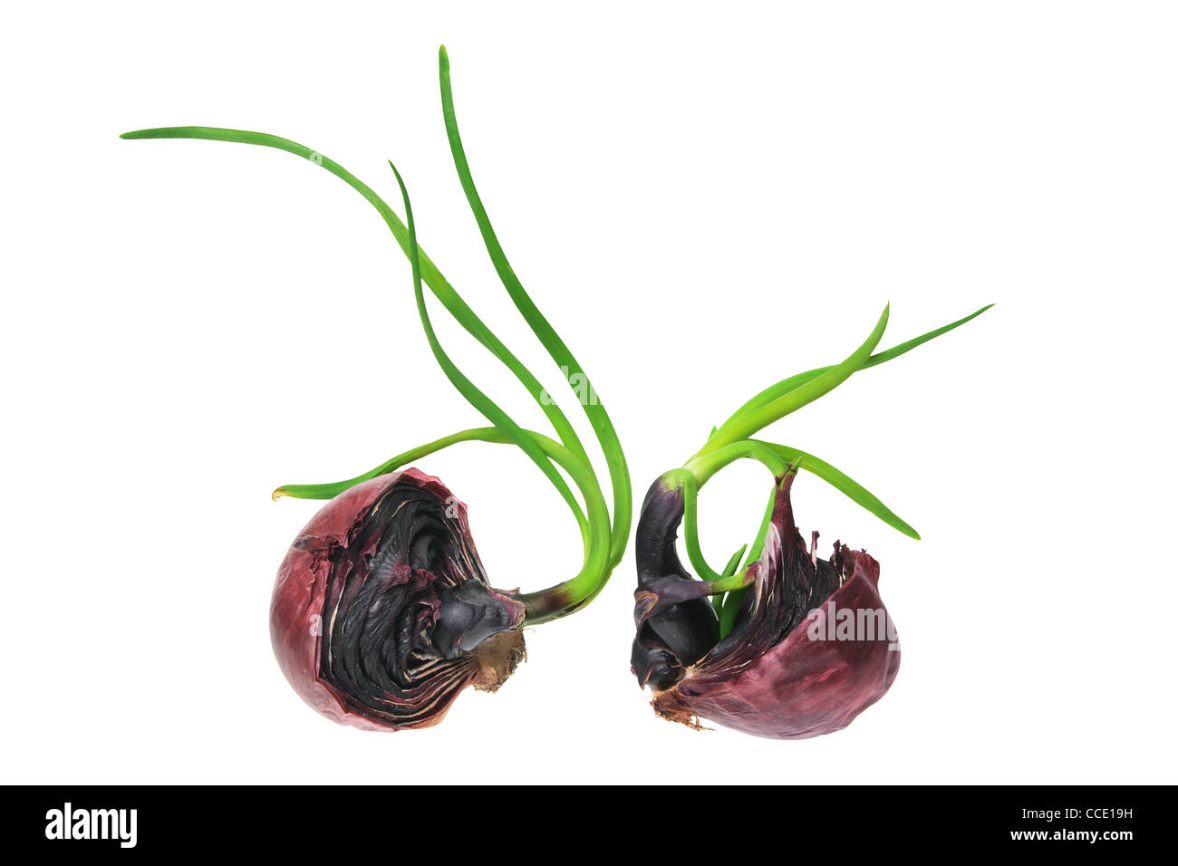 Sprouting Red Onion Stock Photo Alamy