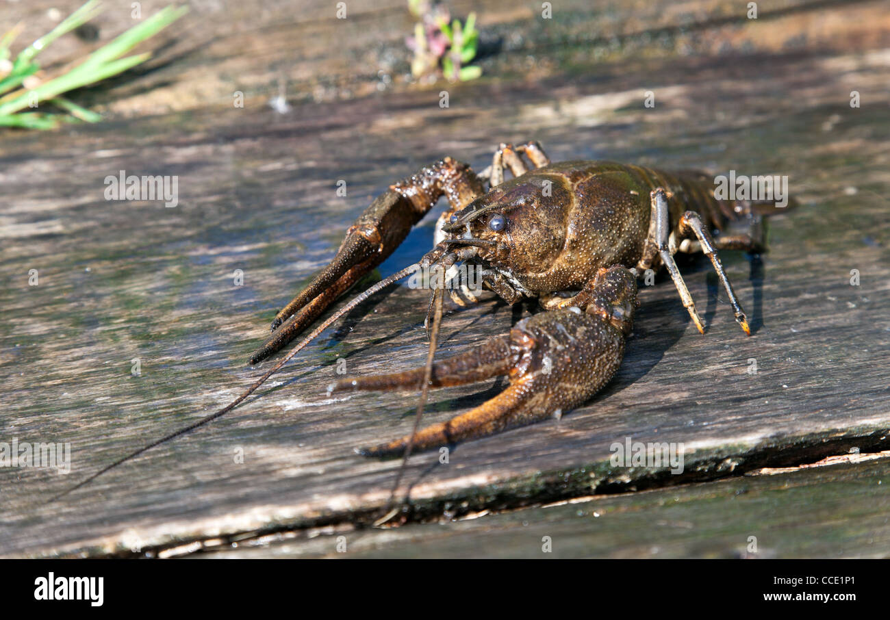 Alive crayfish on a wooden boards. Stock Photo