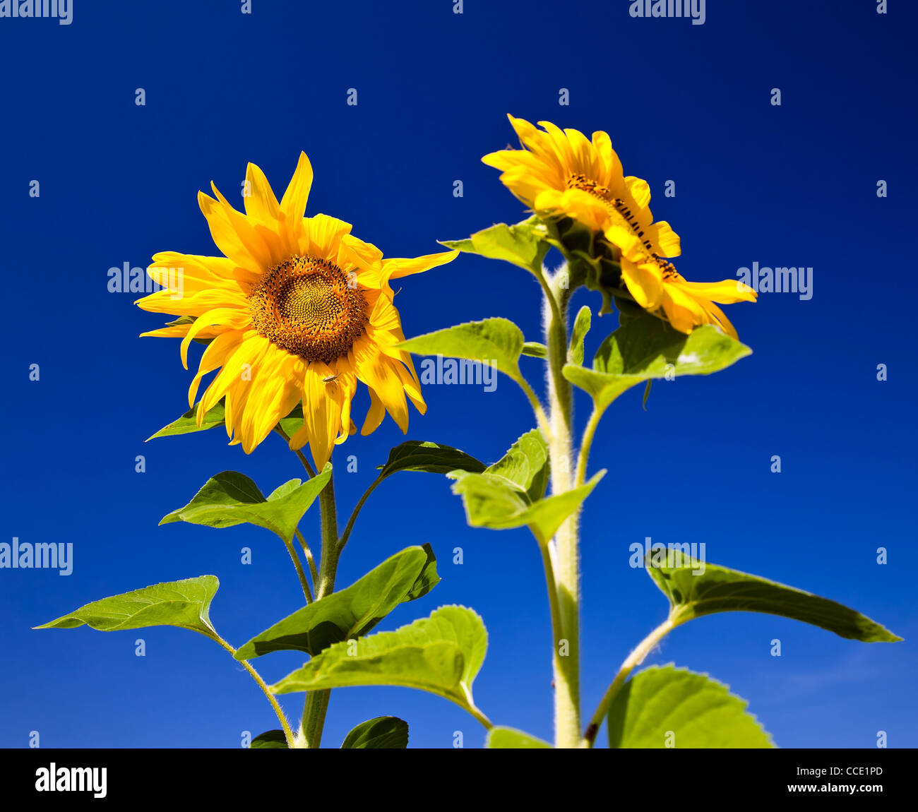 Beautiful sunflowers against blue sky Stock Photo - Alamy