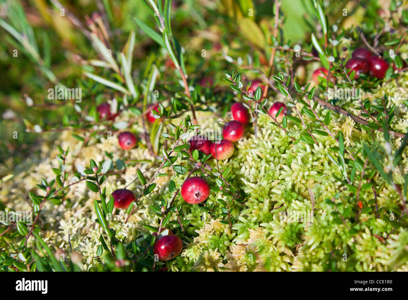 Wild cranberries growing in bog, autumn harvesting Stock Photo Alamy