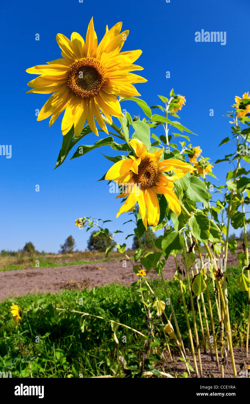 Beautiful sunflowers against blue sky Stock Photo - Alamy