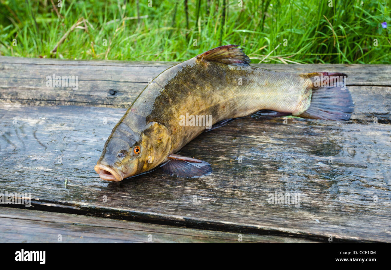 Raw tench on wooden boards. Closeup Stock Photo