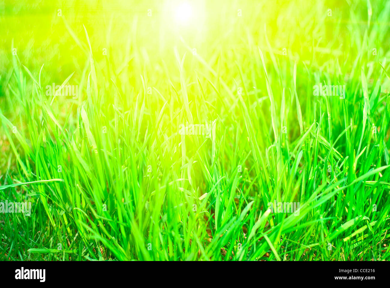 Green natural grass sunset background Stock Photo - Alamy