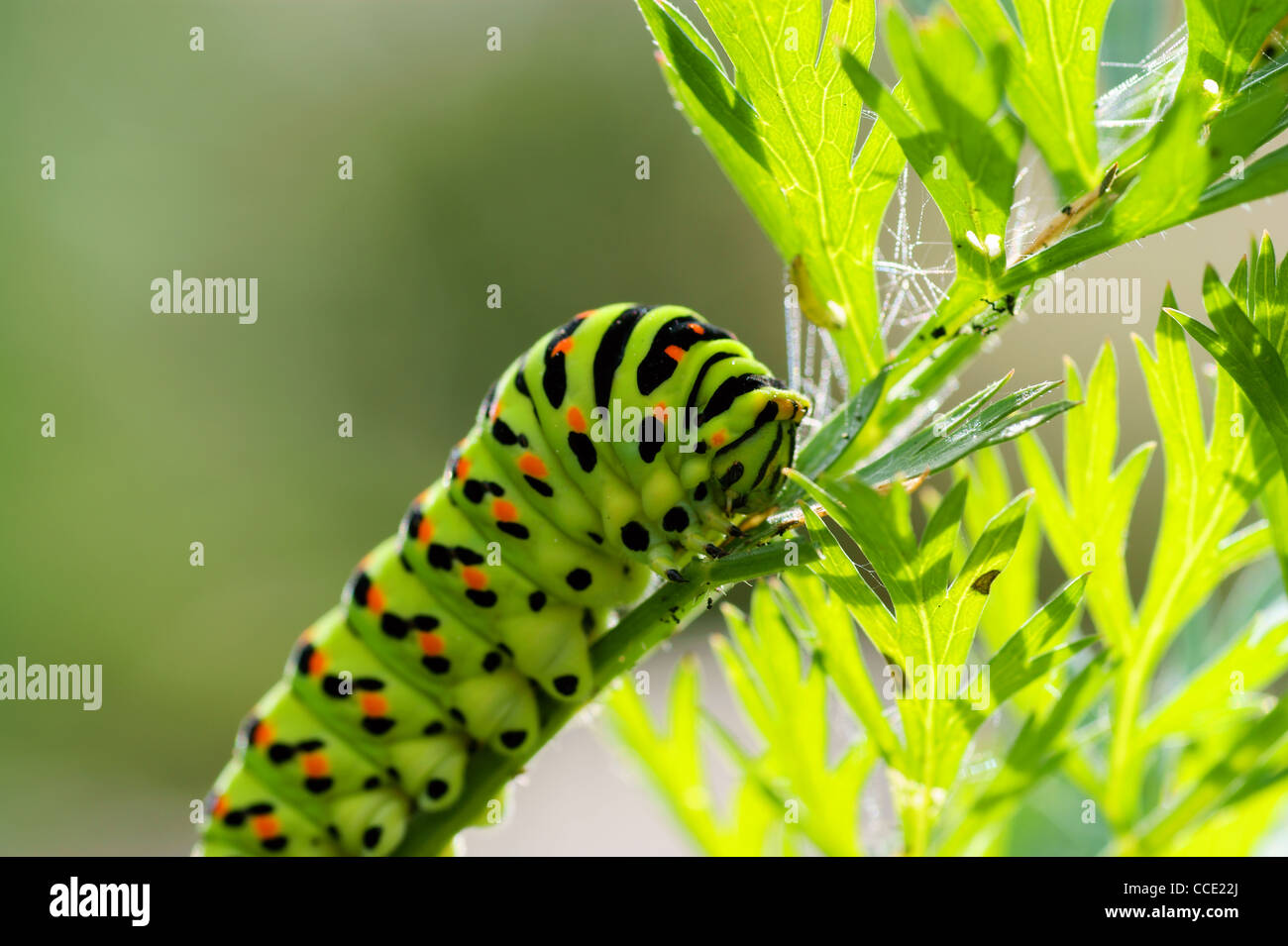 Green caterpillar on natural background Stock Photo - Alamy
