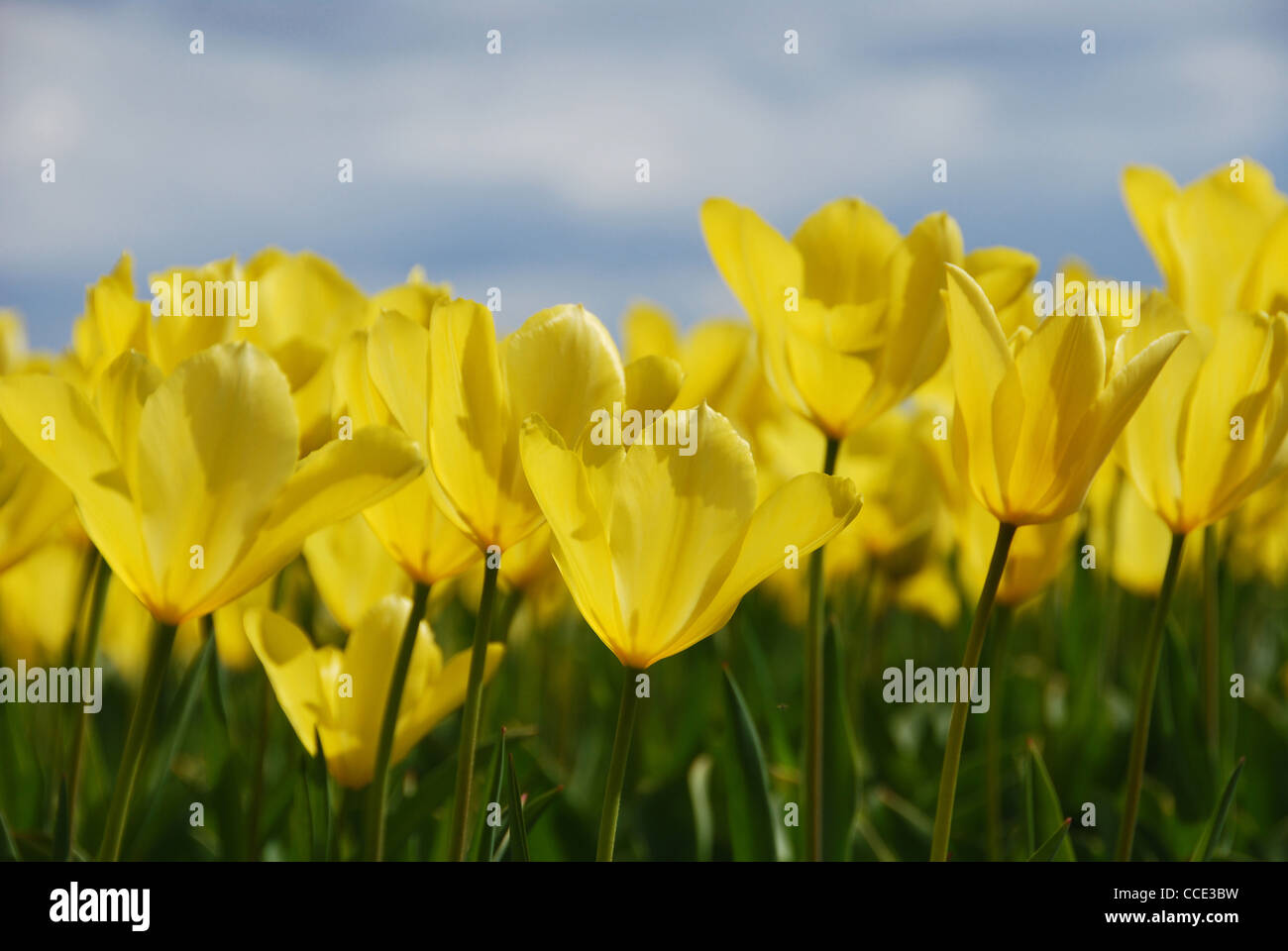 yellow tulips, bulb fields, Holland, Netherlands, Europe Stock Photo Alamy