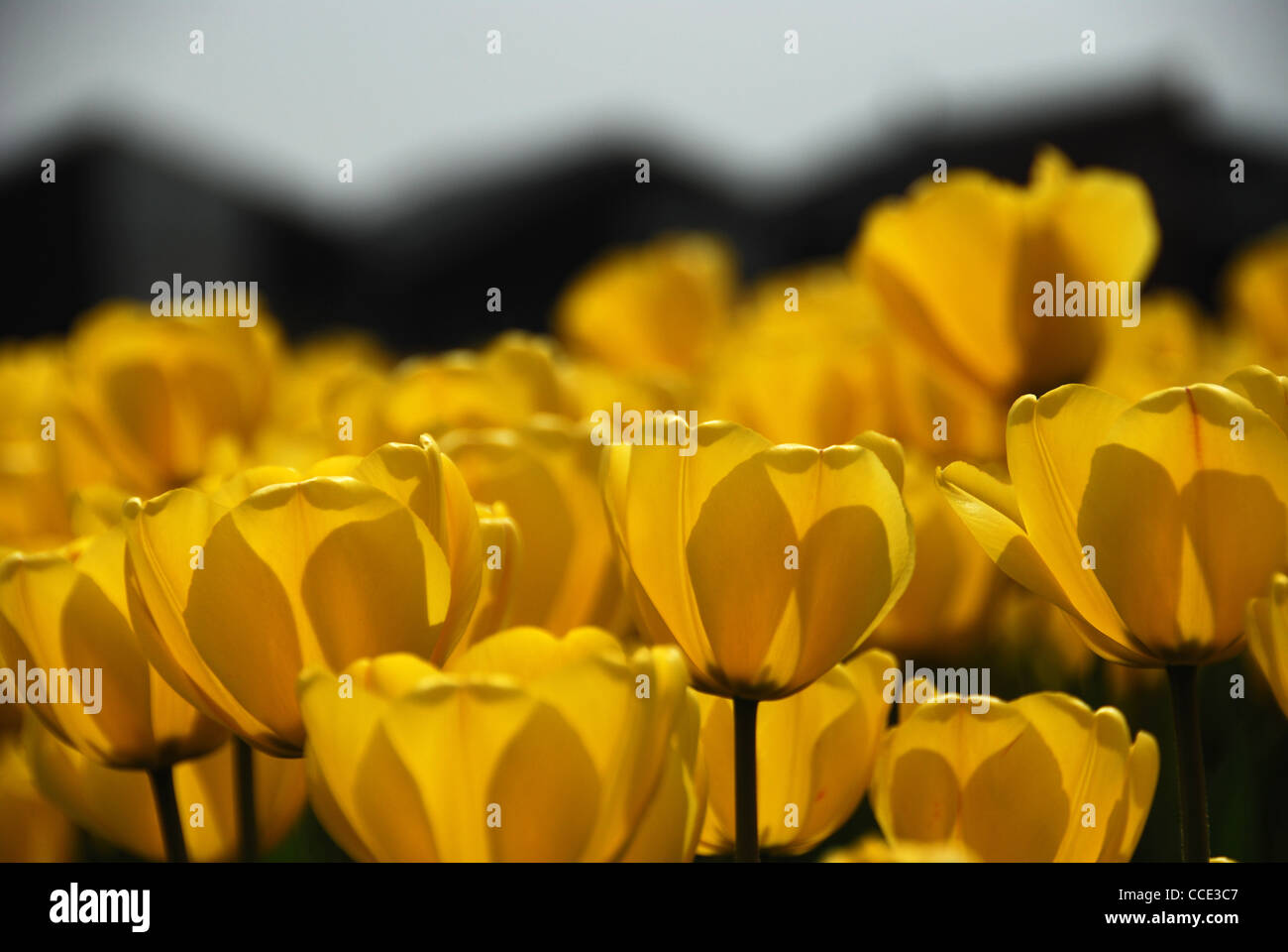 Bulb fields holland hires stock photography and images Alamy