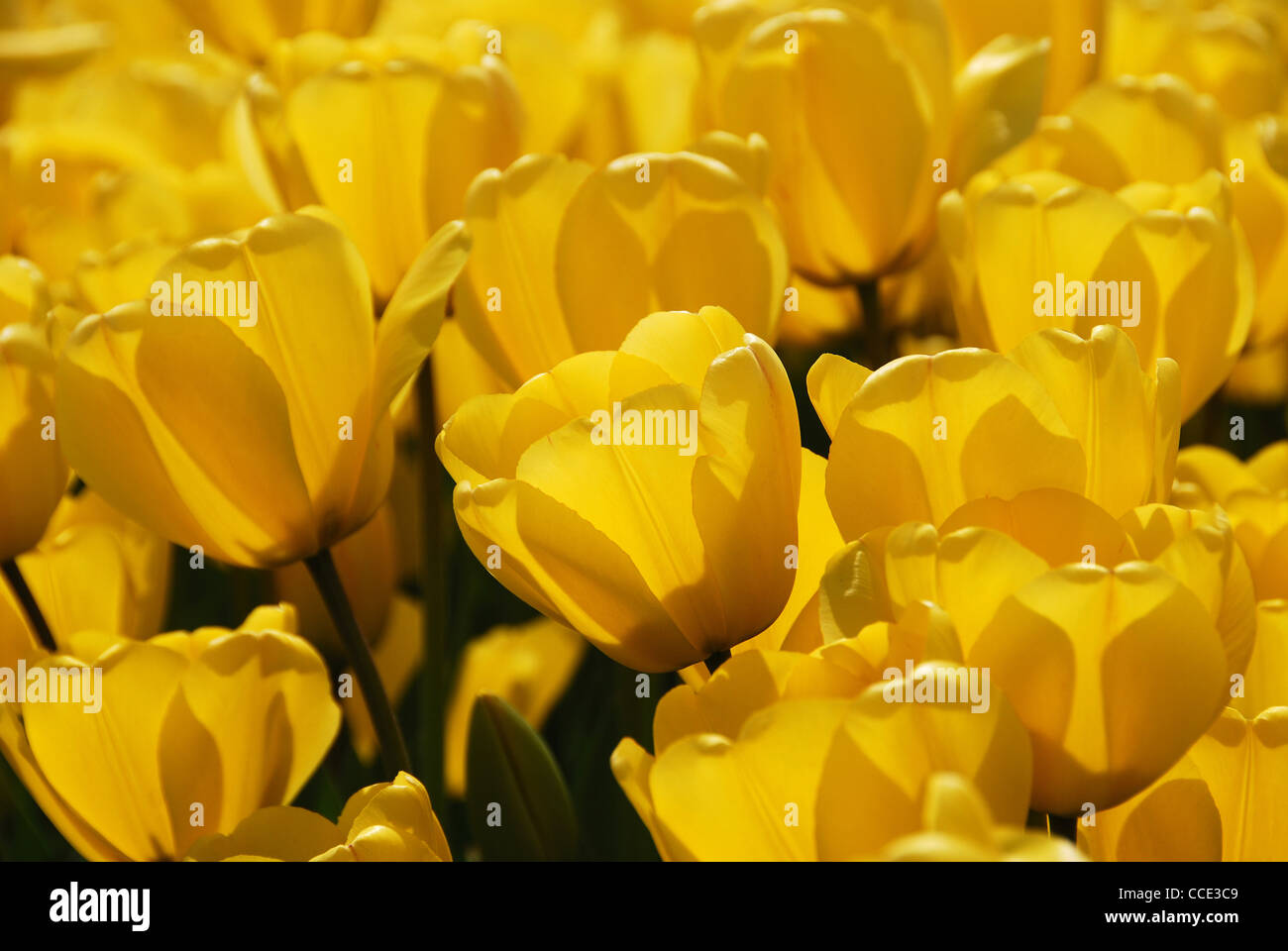yellow tulips, bulb fields, Holland, Netherlands, Europe Stock Photo