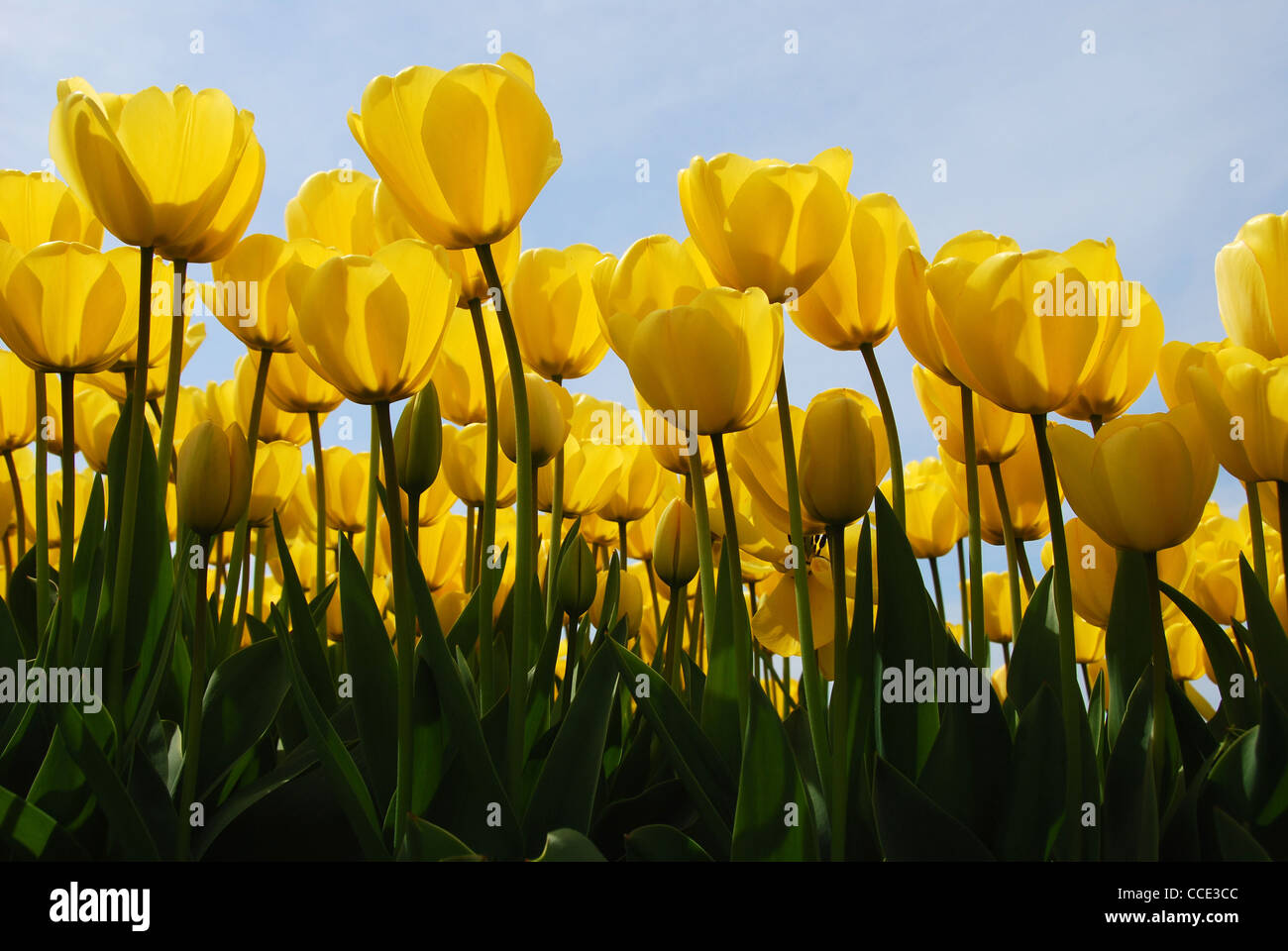 yellow tulips, bulb fields, Holland, Netherlands, Europe Stock Photo Alamy