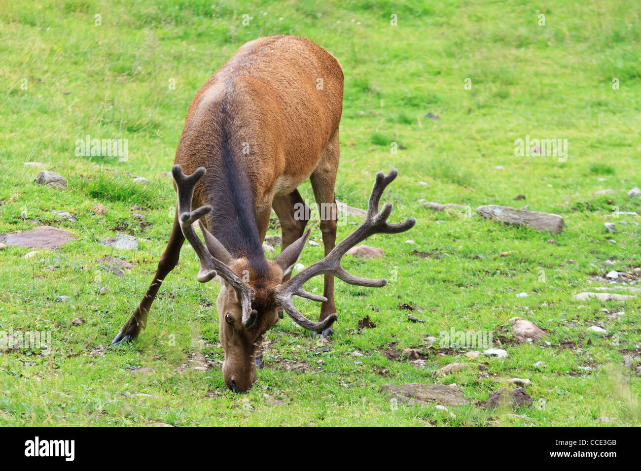 male deer on a green alpine pasture Stock Photo