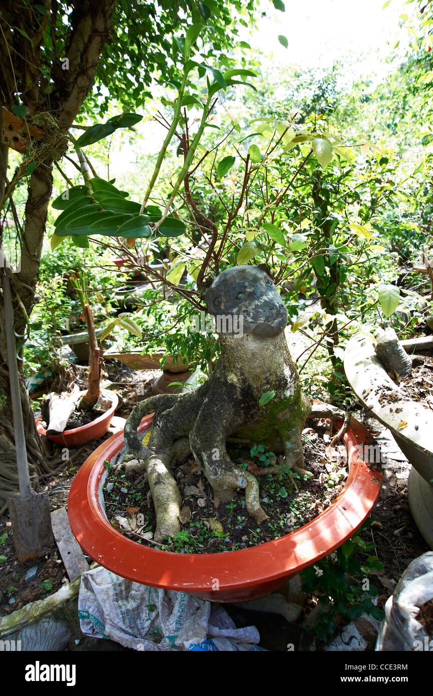 Doglike looking Bonsai tree stump Stock Photo Alamy