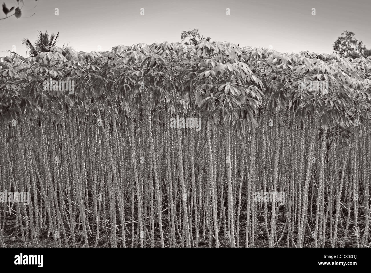 Vietnamese crop in a field Stock Photo